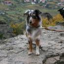 Welpentreff 20/21.10.2007 in Krems