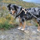 Welpentreff 20/21.10.2007 in Krems