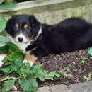 Akiba und Celine mit Welpen