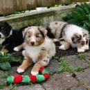 Akiba und Celine mit Welpen