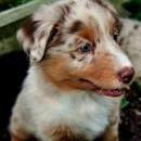 Akiba und Celine mit Welpen