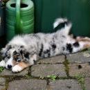 Akiba und Celine mit Welpen