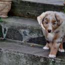 Akiba und Celine mit Welpen