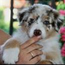 Akiba und Celine mit Welpen