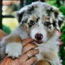 Akiba und Celine mit Welpen