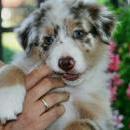 Akiba und Celine mit Welpen