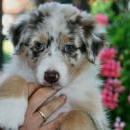 Akiba und Celine mit Welpen