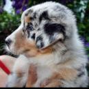 Akiba und Celine mit Welpen