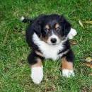 Akiba und Celine mit Welpen