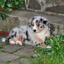 Akiba und Celine mit Welpen