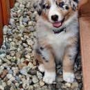 Akiba und Celine mit Welpen