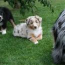 Akiba und Celine mit Welpen