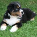 Akiba und Celine mit Welpen