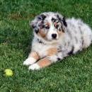 Akiba und Celine mit Welpen