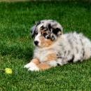 Akiba und Celine mit Welpen