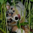 Akiba und Celine mit Welpen