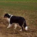 Welpentreff am 7.11. 2010 in Neufarn.