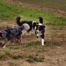 Welpentreff am 7.11. 2010 in Neufarn.