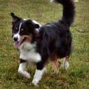 Welpentreff am 7.11. 2010 in Neufarn.