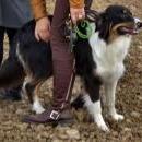 Welpentreff am 7.11. 2010 in Neufarn.