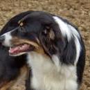 Welpentreff am 7.11. 2010 in Neufarn.