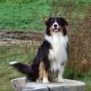 Welpentreff am 7.11. 2010 in Neufarn.