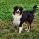 Welpentreff am 7.11. 2010 in Neufarn.