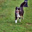 Welpentreff am 7.11. 2010 in Neufarn.