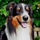 Lucy und Akibas Welpen