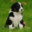 Lucy und Akibas Welpen