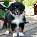 Lucy und Akibas Welpen