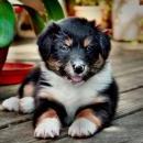 Lucy und Akibas Welpen