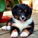 Lucy und Akibas Welpen