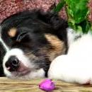 Lucy und Akibas Welpen