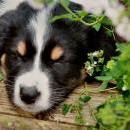 Lucy und Akibas Welpen