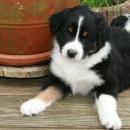 Lucy und Akibas Welpen