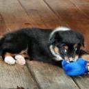 Lucy und Akibas Welpen