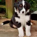 Lucy und Akibas Welpen