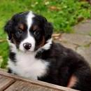 Lucy und Akibas Welpen