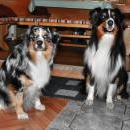 Akiba und Celine mit Welpen