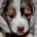 Akiba und Celine mit Welpen