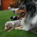 Akiba und Celine mit Welpen