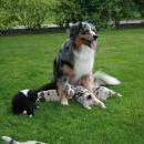 Akiba und Celine mit Welpen