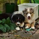 Akiba und Celine mit Welpen