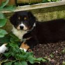 Akiba und Celine mit Welpen