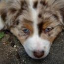 Akiba und Celine mit Welpen