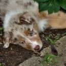 Akiba und Celine mit Welpen