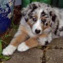 Akiba und Celine mit Welpen