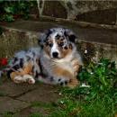 Akiba und Celine mit Welpen