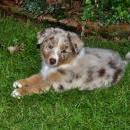 Akiba und Celine mit Welpen